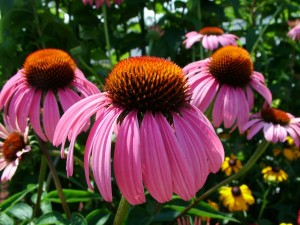 Echinacea purpurea (Purple Coneflower)