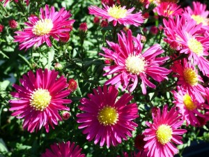 Aster (Aster spp.)