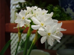 Paperwhites