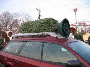 Bringing Your Christmas Tree Home