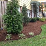 Trees & Shrubs for Landscaping in Burke VA