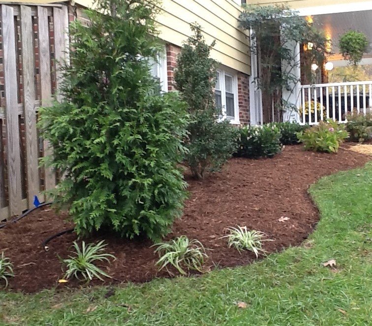 Trees in garden in front of house